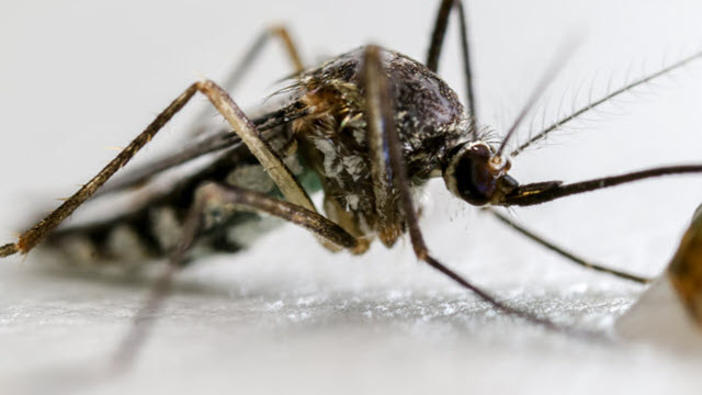 Gene Editing: The Key To Invisibility… From Mosquitoes