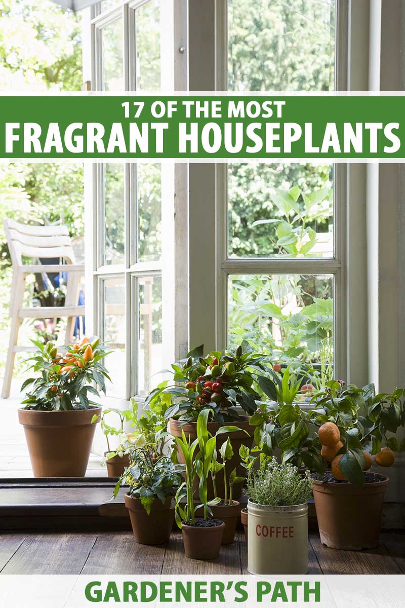 A vertical image of a collection of houseplants set on a wooden floor in front of french doors. To the top and bottom of the frame is green and white printed text.