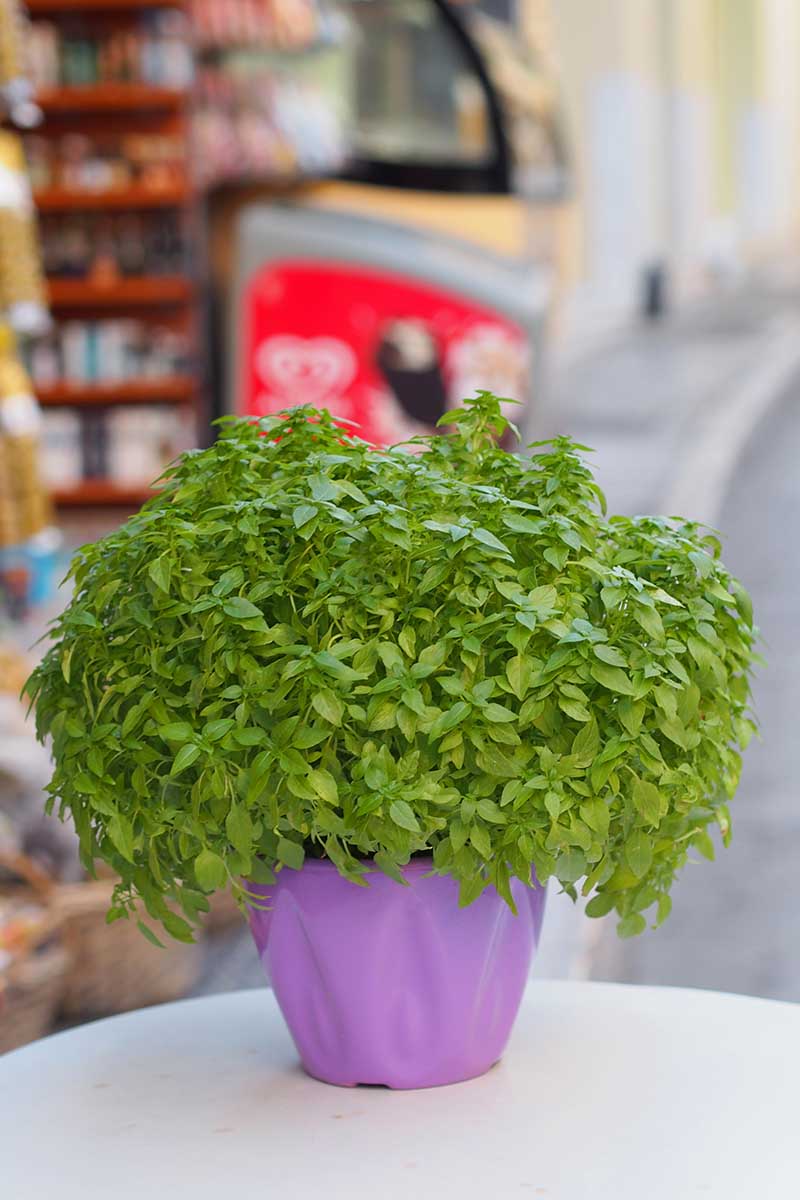 A vertical image of Greek basil growing in a purple pot set on a white side table.