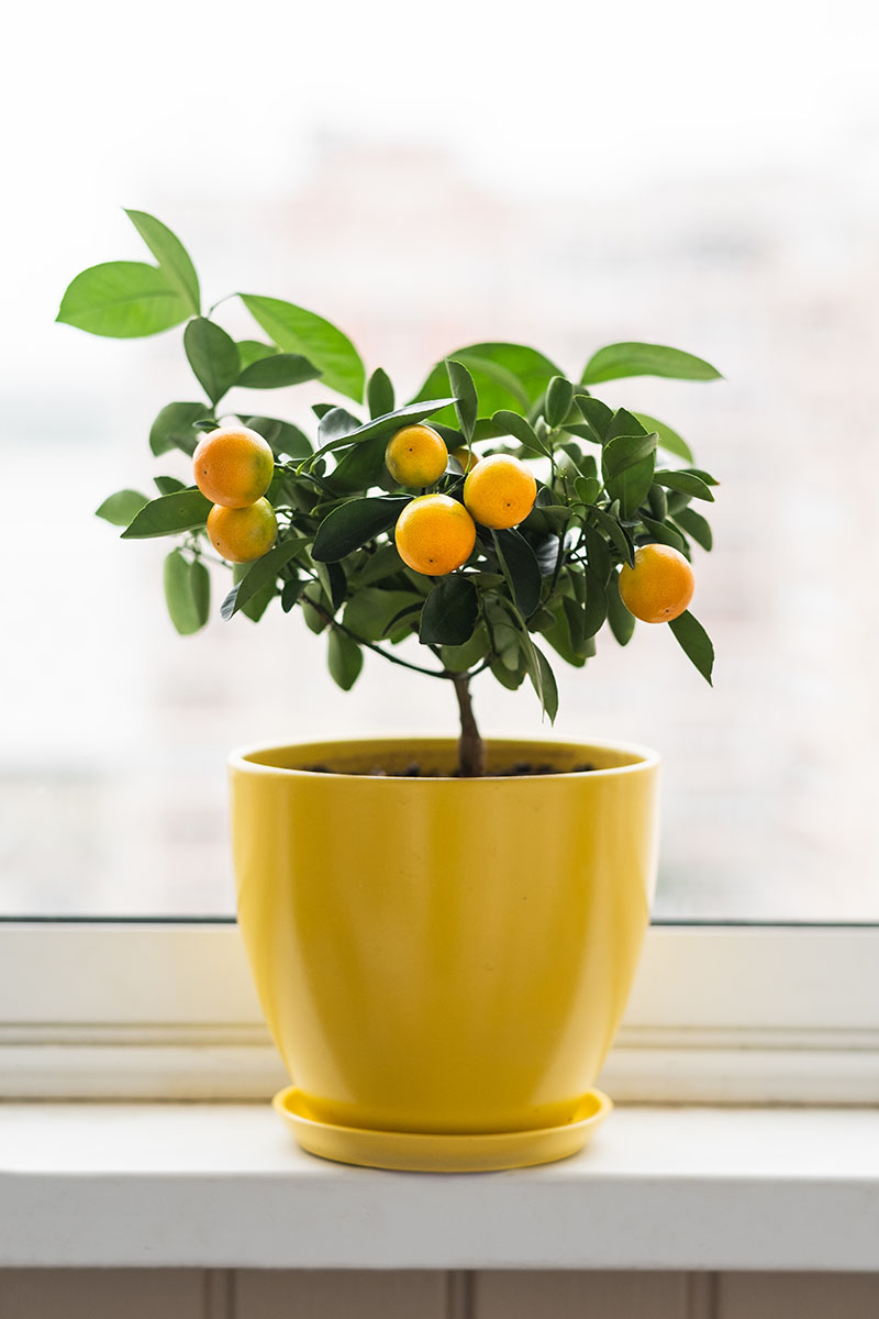 A vertical image of a dwarf calamondin orange growing in a yellow pot indoors.