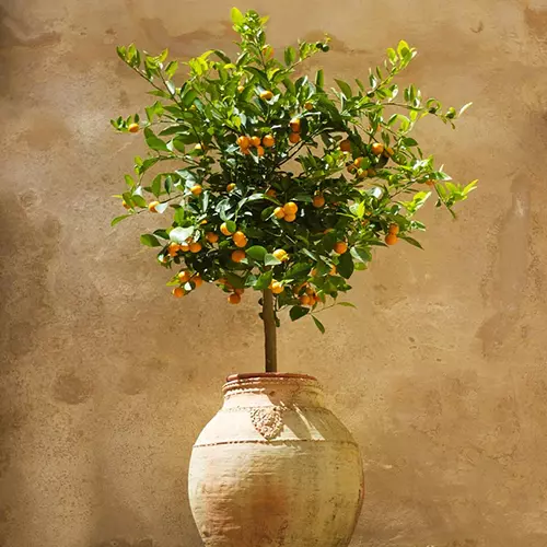 A square image of a Calamondin orange tree growing in a terra cotta urn pictured in bright sunshine.