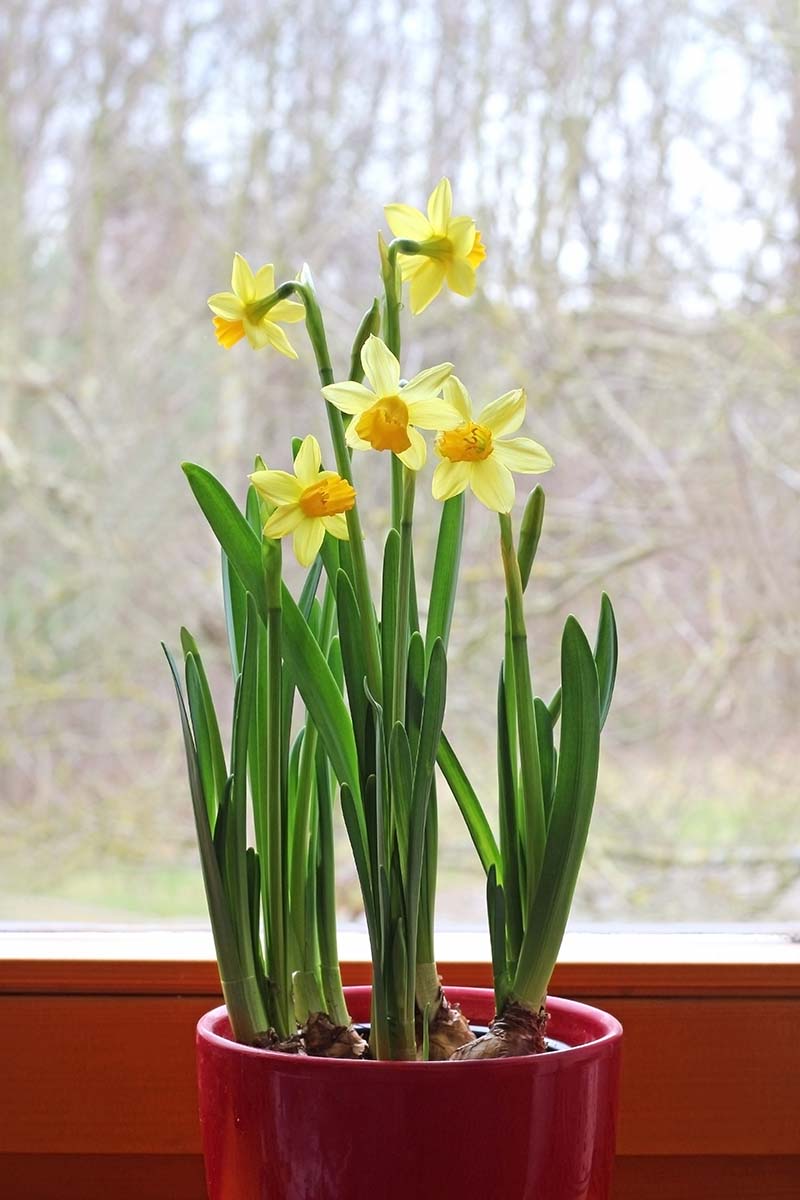 A close up vertical image of daffodils blooming indoors with a view through the window in the background.