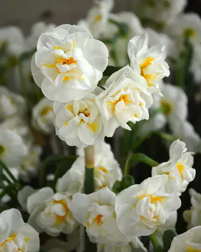A close up of 'Bridal Crown' daffodils pictured on a soft focus background.