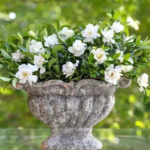 A close up of 'Jubilation' gardenia flowers growing in a decorative urn pictured on a soft focus background.