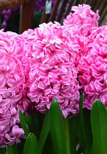 A close up of 'Pink Pearl' hyacinth flowers growing in the garden.