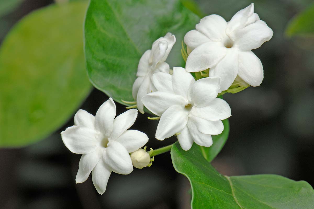 A close up horizontal image of white flowers of Arabian jasmine growing in the garden pictured on a soft focus background.