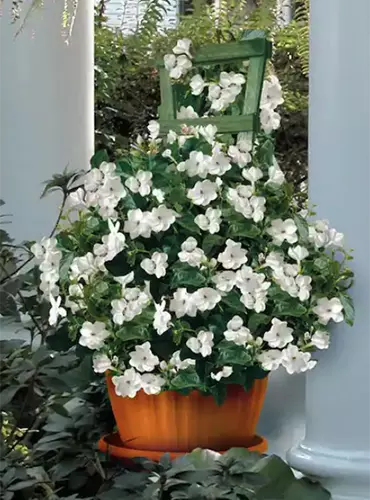 A close up of Arabian jasmine in full bloom growing in a terra cotta pot on a patio.