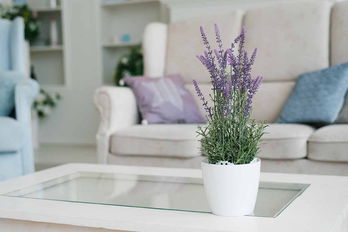 A horizontal image of a living room with a pot of lavender in bloom on a cocktail table with couches in soft focus in the background.
