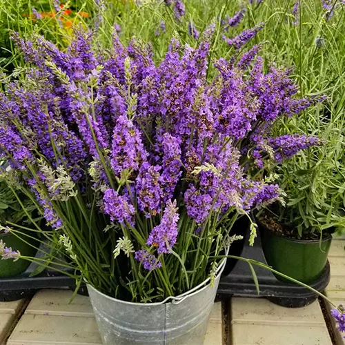 A square image of a metal bucket filled with 'Sensational' lavender flowers set on a wooden surface.