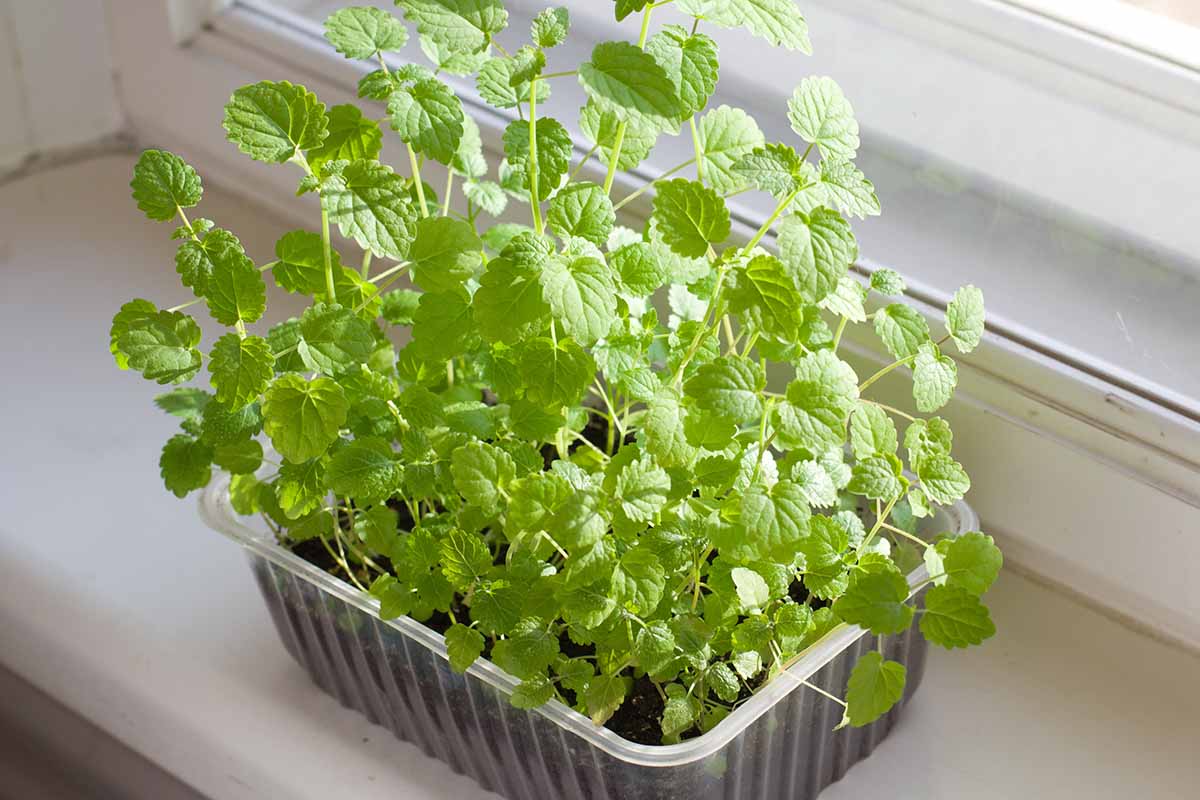 A close up horizontal image of mint growing in a small plastic tray set on a windowsill indoors.