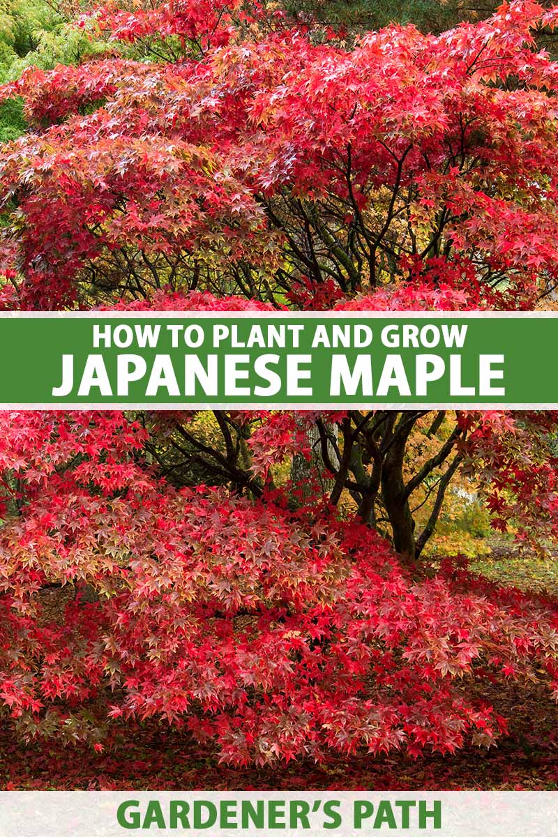 A close up vertical image of a large Japanese maple tree with bright red foliage. To the center and bottom of the frame is green and white printed text.
