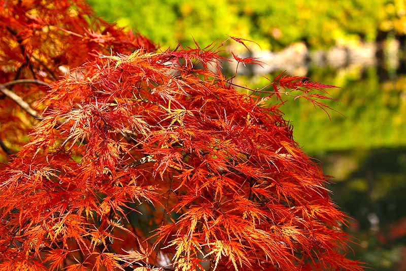 A close up horizontal image of the foliage of Acer palmatum growing in the garden pictured in light sunshine on a soft focus background.
