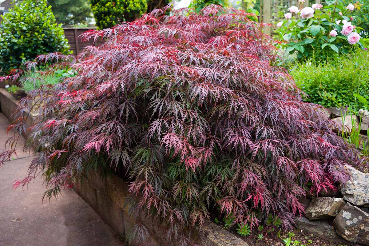 A close up horizontal image of a small Japanese maple tree growing in a stone planter with roses and other shrubs in the background.
