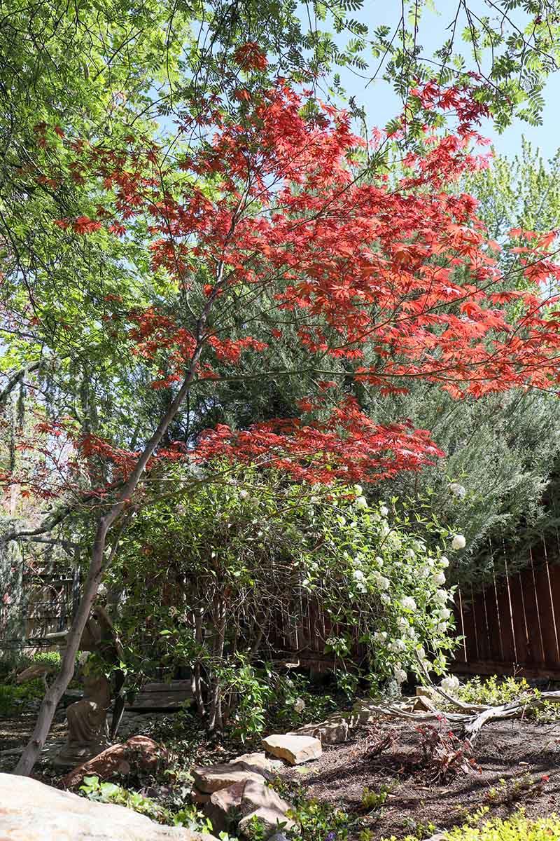 A close up horizontal image of a large, leggy Japanese maple tree growing in the garden.