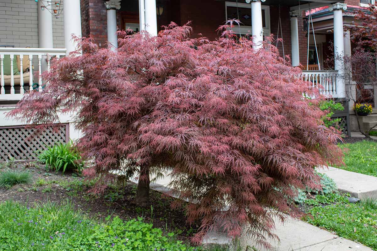 A horizontal image of a small Acer palmatum tree growing in the front yard of a residence.