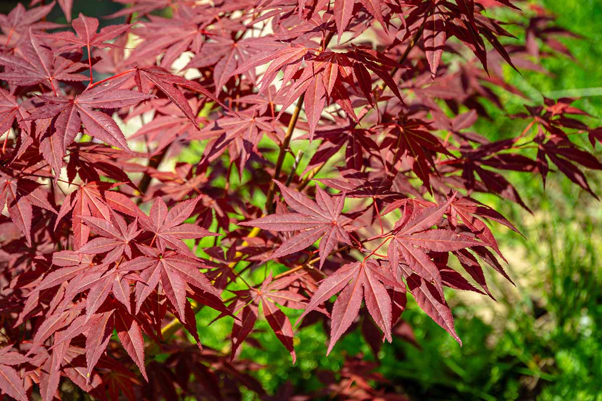 A close up horizontal image of Acer 'Atropurpureum' foliage pictured in bright sunshine on a soft focus background.
