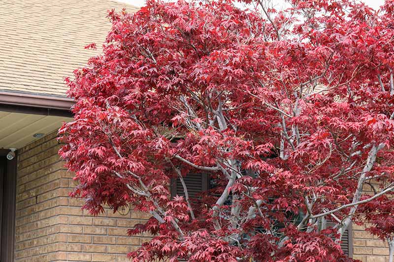 A close up horizontal image of a Japanese maple tree growing outside a brick residence.