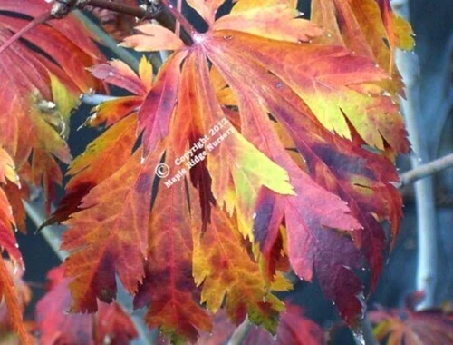 A close up of the foliage of Acer palmatum 'Aconitifolium' pictured on a soft focus background.