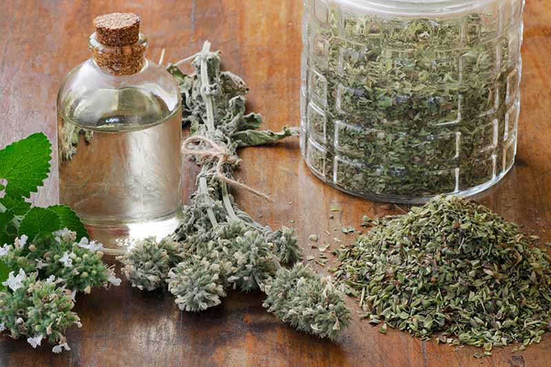 A close up horizontal image of fresh and dried bunches of catnip set on a wooden surface with a jar of dried herb and a bottle of essence in the background.