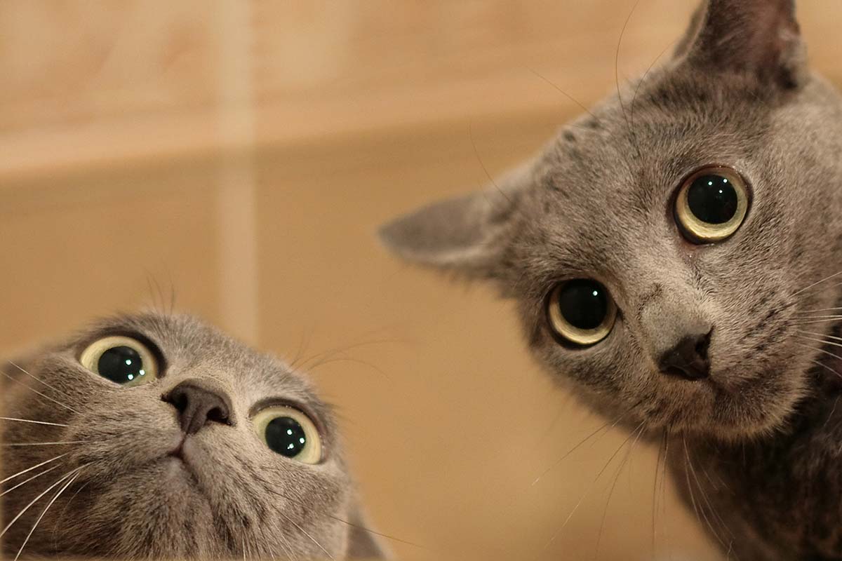 A close up horizontal image of two gray cats with very wide eyes pictured on a soft focus background.