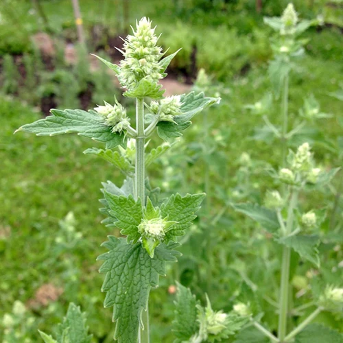A close up square image of catnip growing in the home herb garden.