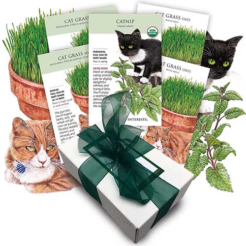 A close up square image of a hand-drawn illustration of different seed packets, a gift box, some potted herbs, and two cats, isolated on a white background.