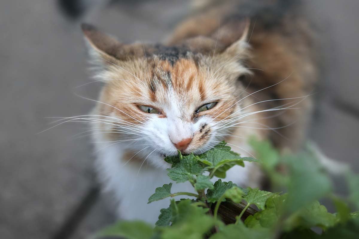 A close up horizontal image of a curious calico cat chewing on a Nepeta cataria plant pictured on a soft focus background.