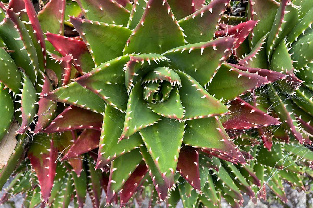 A close up horizontal image of a gold-toothed succulent growing outdoors.