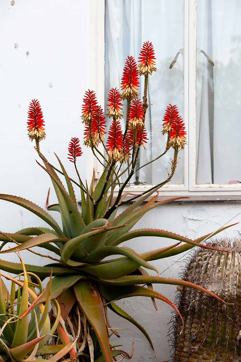 A vertical image of a potted succulent plant in full bloom outside the window of a white residence.