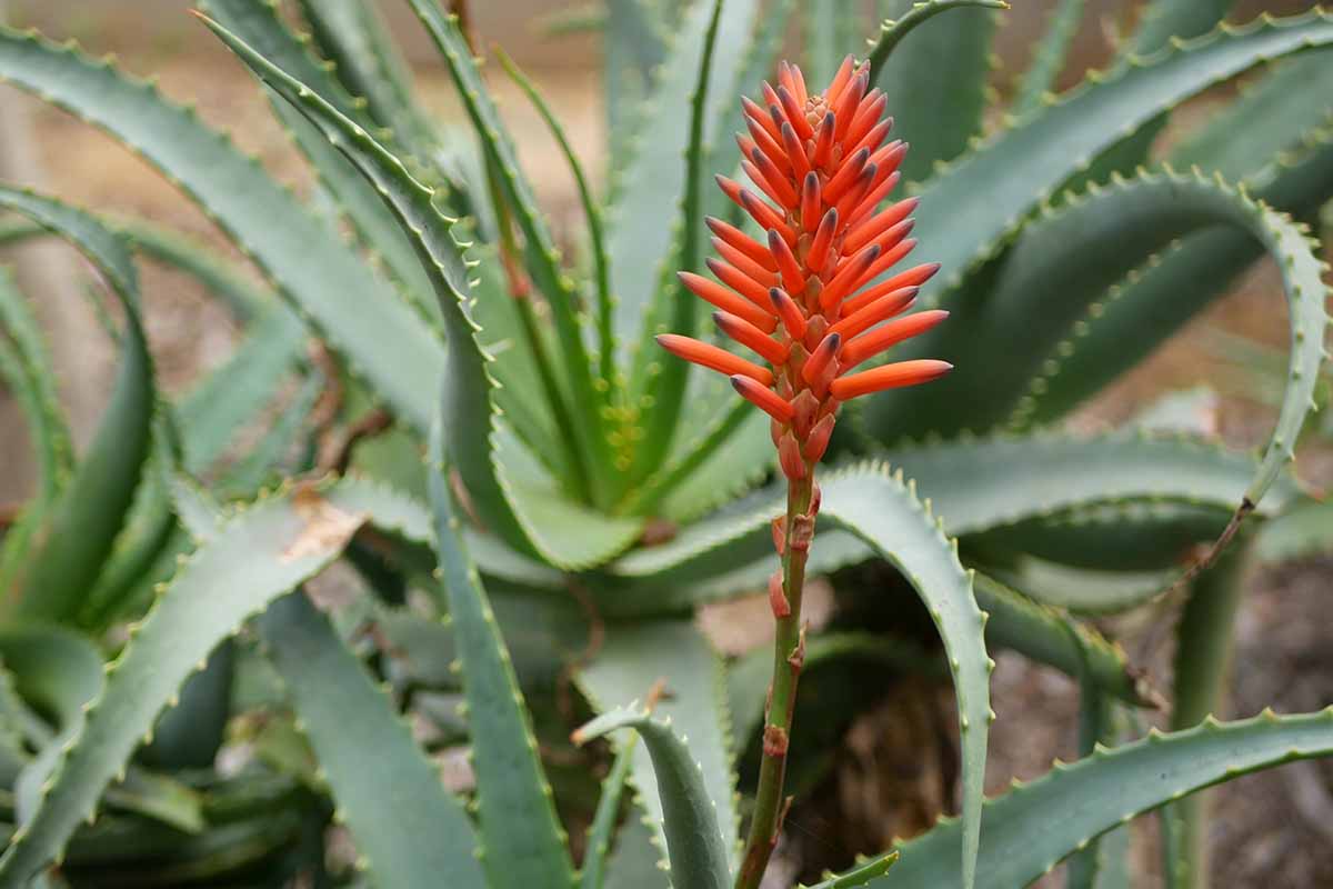 A close up horizontal image of a bright red bloom on an aloe plant growing outdoors in the garden.