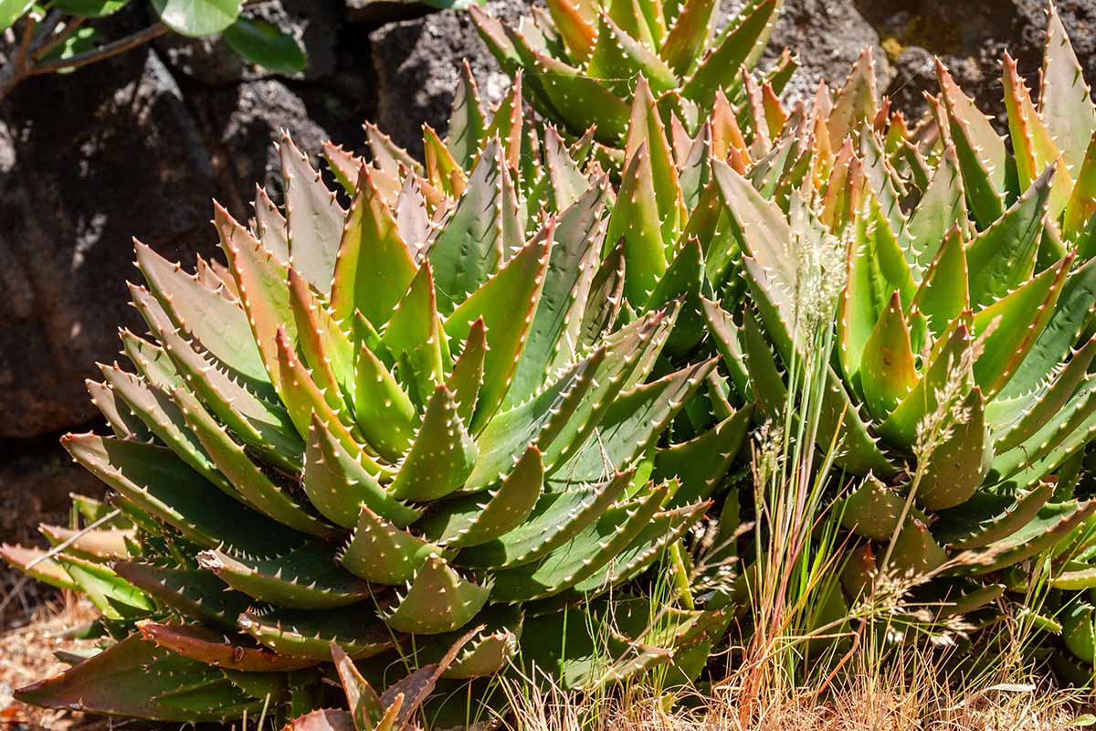 A close up horizontal image of short-leaved aloes growing outdoors pictured in bright sunshine.