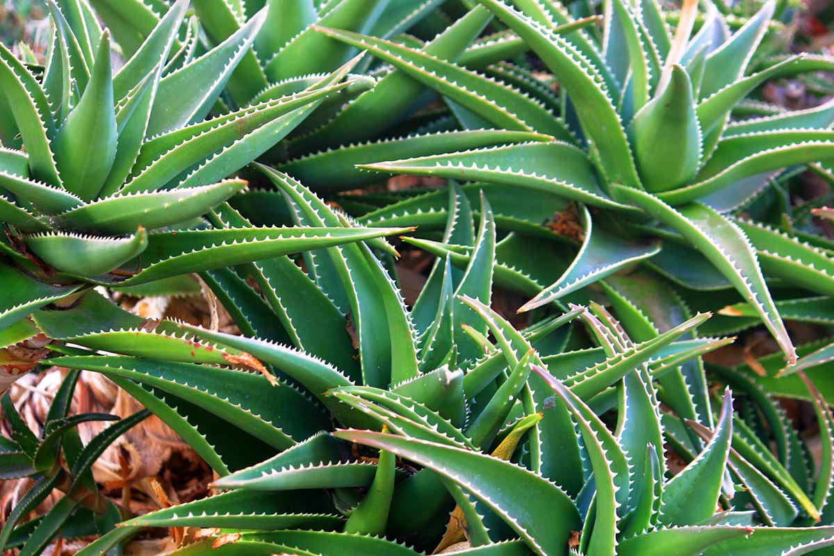 A close up horizontal image of succulent plants growing outdoors.