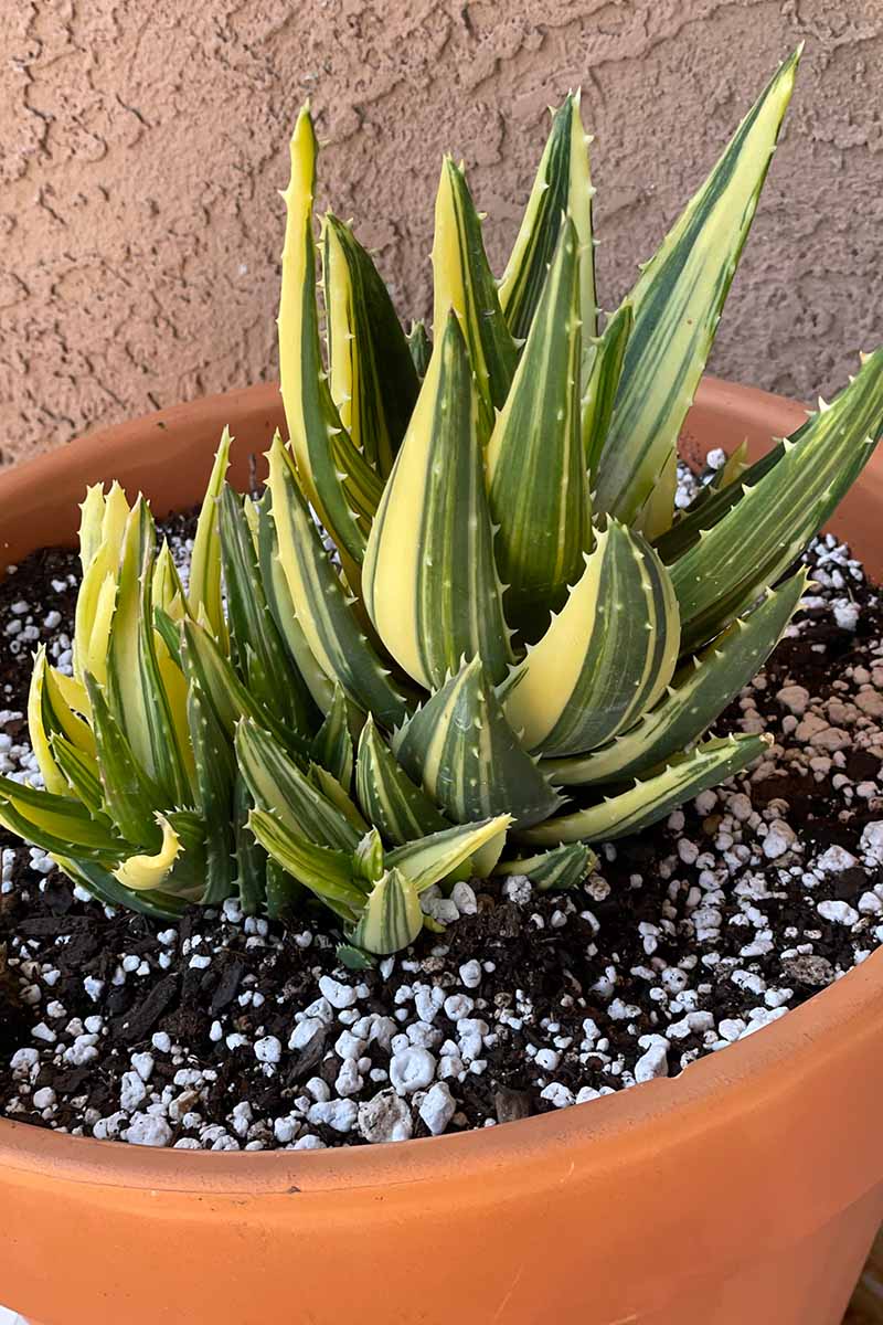 A vertical image of a gold-toothed aloe growing in a terra cotta pot.