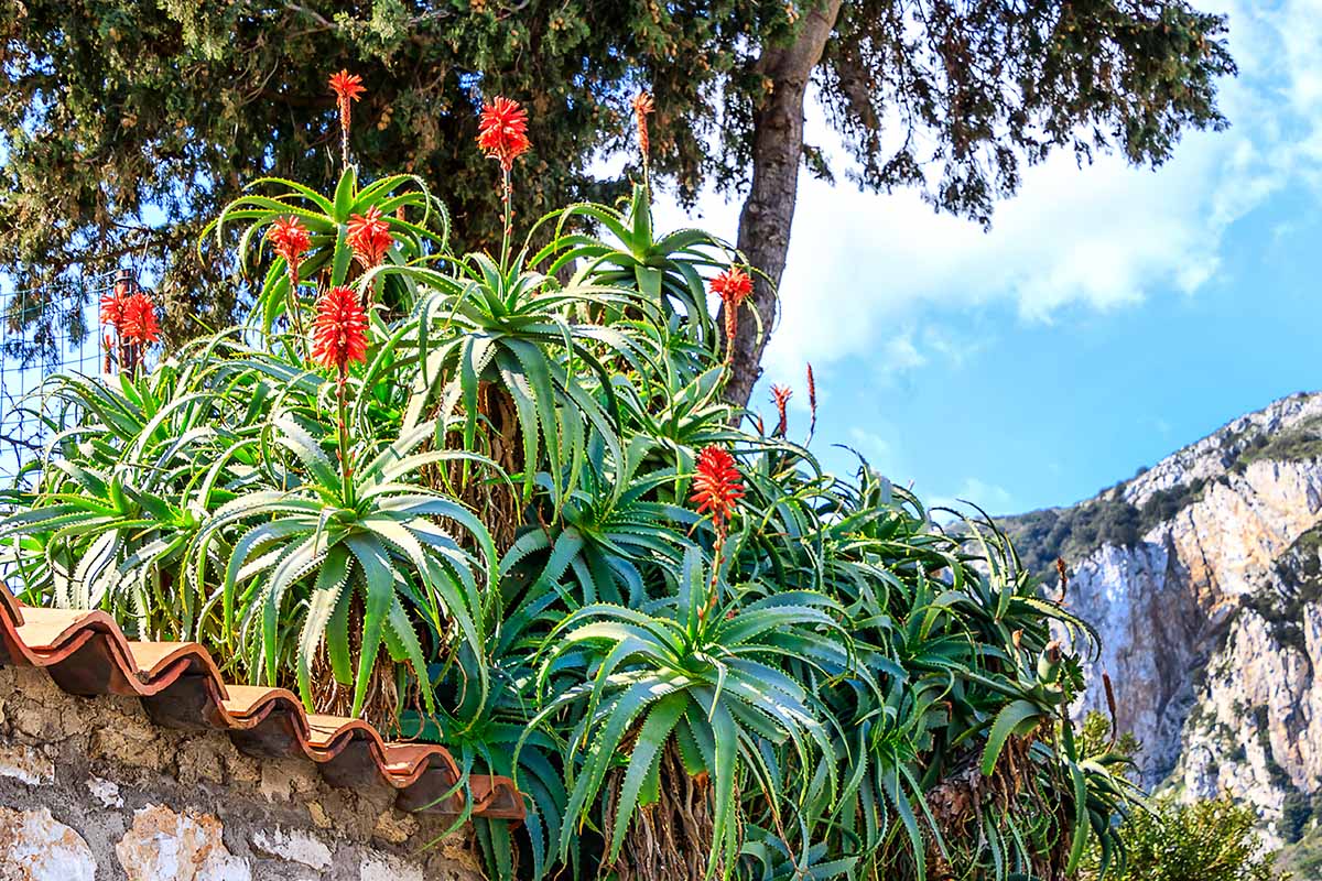 A horizontal image of flowering aloes growing on a stone wall with blue sky and cliffs in the background.