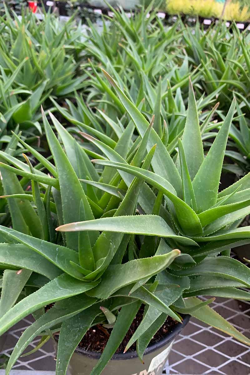 A vertical image of potted aloe plants at a garden center.