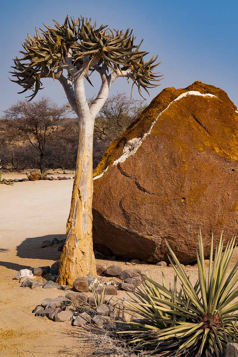 A vertical image of a tree succulent growing in a desert location next to a large rock, pictured on a blue sky background.