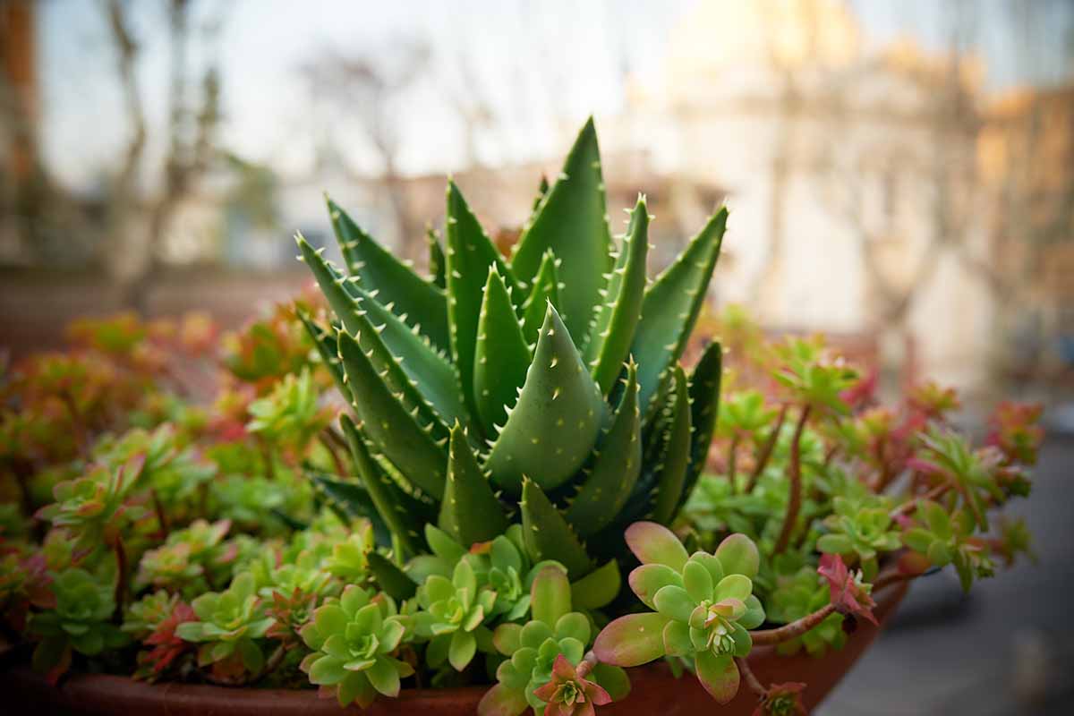 A close up horizontal image of a small succulent garden in a terra cotta pot pictured on a soft focus background.