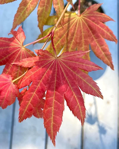 A close up of the foliage of 'Autumn Moon' Acer palmatum pictured on a soft focus background.