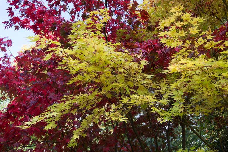 A close up horizontal image of Acer palmatum 'Beni Kawa' growing in the garden.