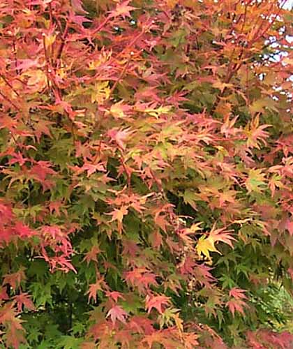 A close up of the foliage of a large 'Beni Kawa' Japanese maple tree growing in the garden.