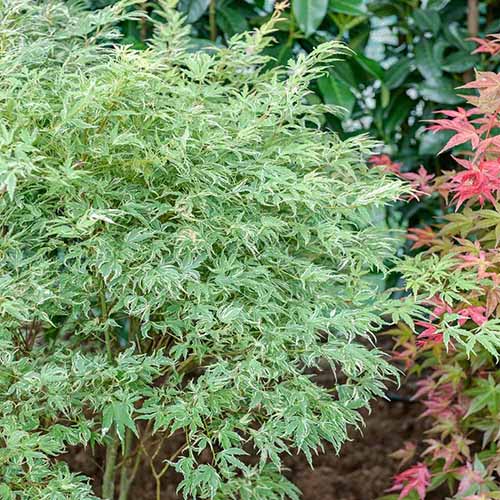 A square image of 'Butterfly' Japanese maple growing in a perennial border.