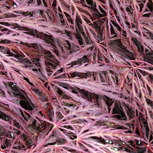 A close up square image of the wispy foliage of Acer 'Crimson Queen' close up.