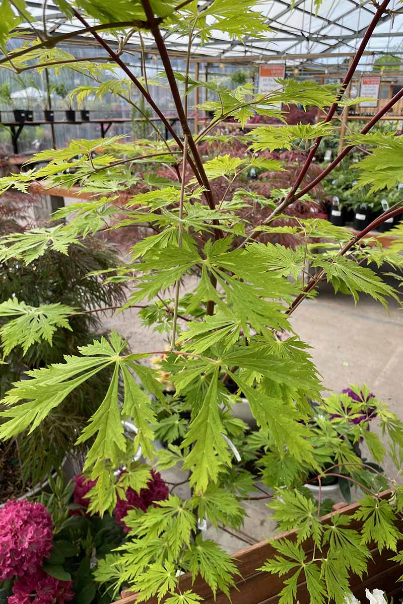 A close up vertical image of a potted 'Green Cascade' Japanese maple in a large plant nursery greenhouse.