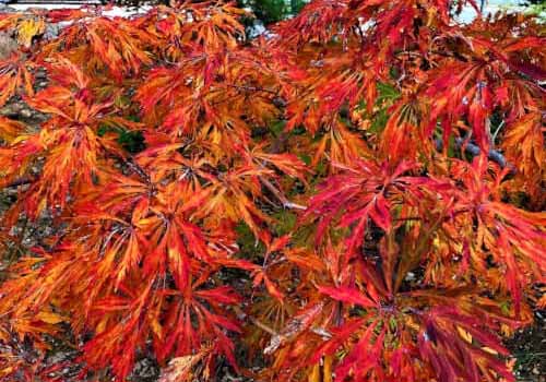 A close up of the fall foliage of 'Green Cascade' Japanese maple growing in the garden.