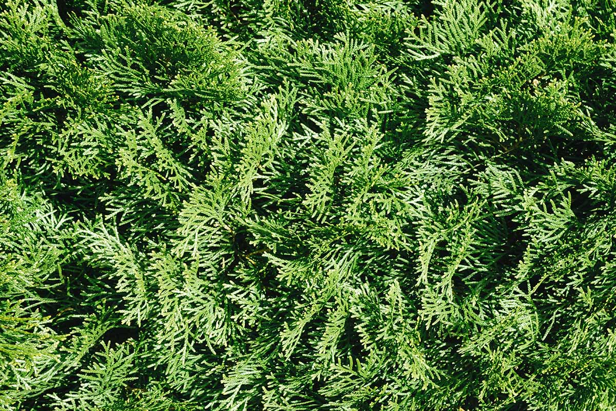A close up horizontal image of arborvitae foliage.
