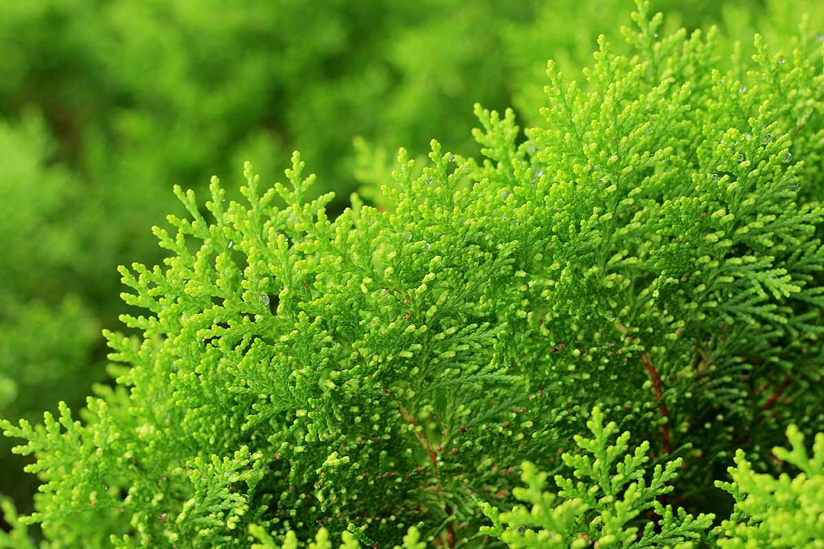 A close up horizontal image of arborvitae foliage pictured in light sunshine on a soft focus background.