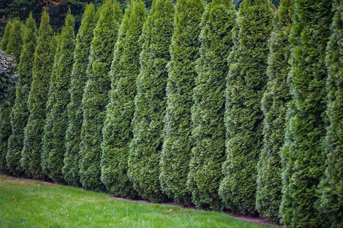 A horizontal image of a row of mature arborvitae growing as a hedge next to a lawn.