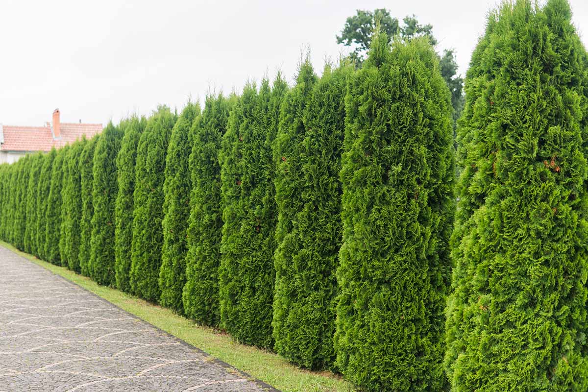 A horizontal image of a line of arborvitae trees all neatly pruned by the side of a driveway.