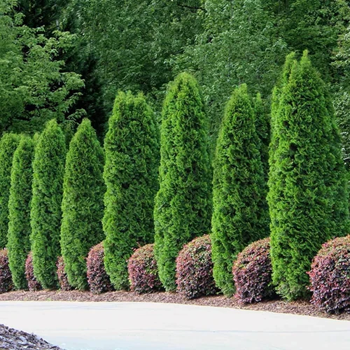A square image of a tidy row of Emerald Green arborvitae lining a driveway.