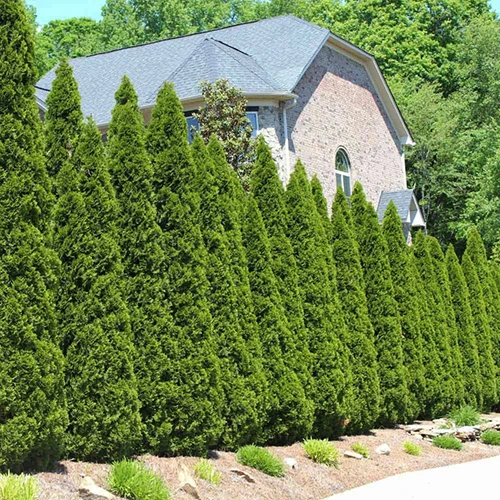 A square image of a row of American arborvitae growing in a garden border with a residence in the background.